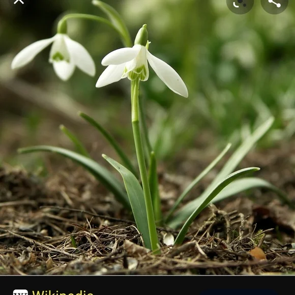 SNOW DROP BULBS/ 60 bulbs for $25 - Picture 4 of 6